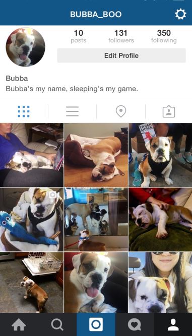 Instagram Engagement - Bubba